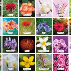 Huurdies Cadeautip! Educatief Bloemen Memory Spel - Bloemen Soorten - Educatief Memory Spel - 70 Stuks - Schoencadeautjes Sinterklaas