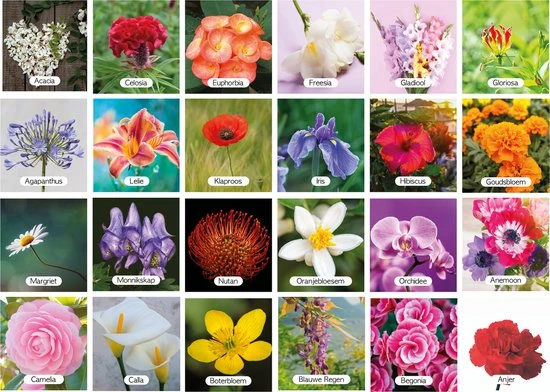 Huurdies Cadeautip! Educatief Bloemen Memory Spel - Bloemen Soorten - Educatief Memory Spel - 70 Stuks - Schoencadeautjes Sinterklaas